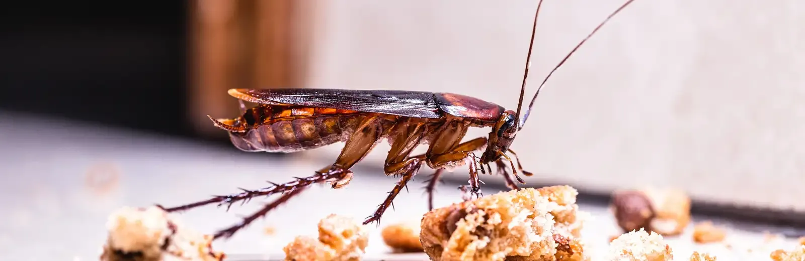 cockroach in kitchen