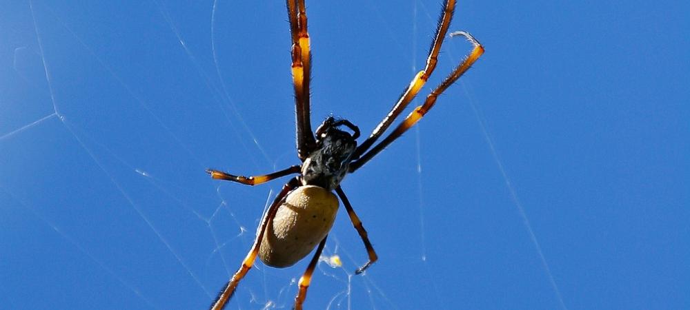 Spider in Web